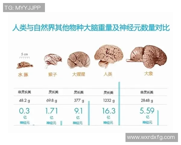 探索组选661的奥秘与魅力揭示其在数字游戏中的独特价值与影响力